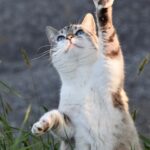 cat nutrition