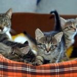 Kitten care