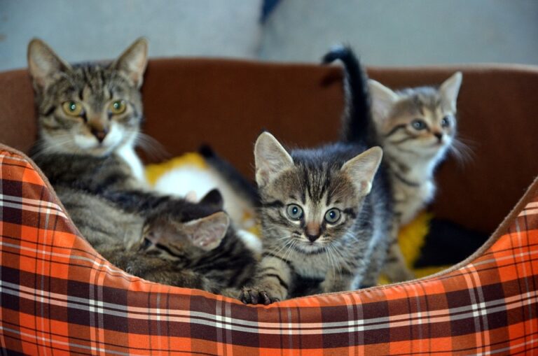 Kitten care