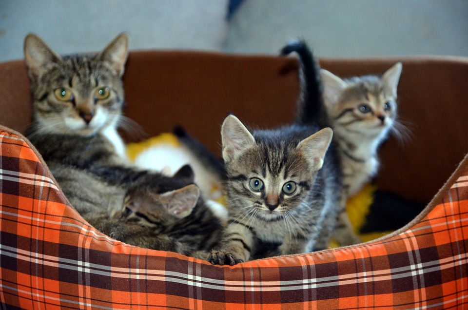 Kitten care
