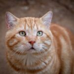 how to calm an anxious cat