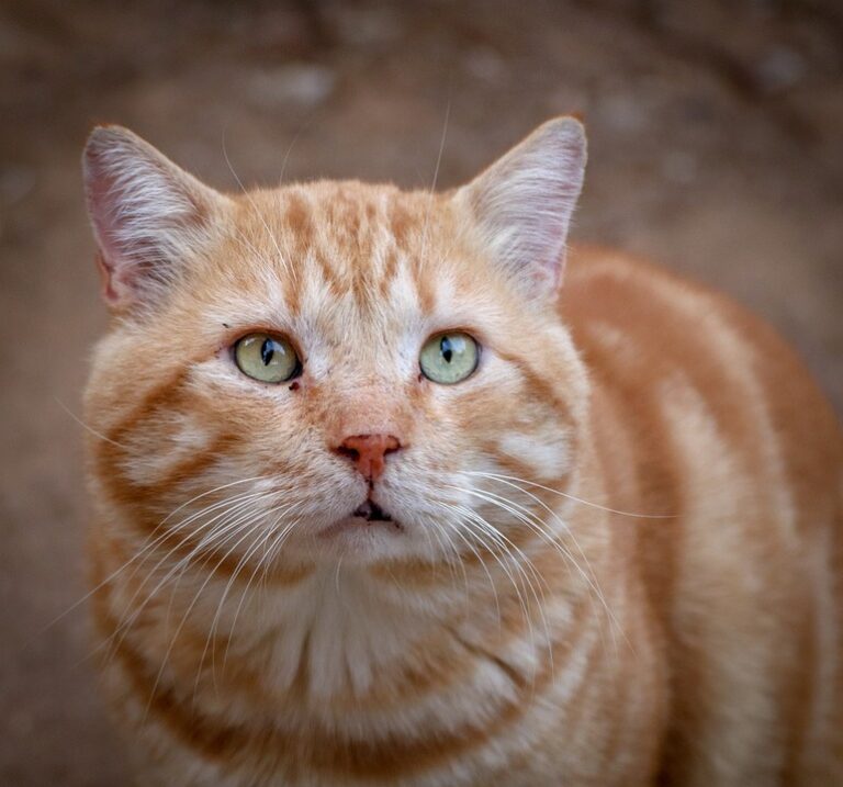 how to calm an anxious cat
