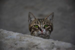 why is my cat meowing