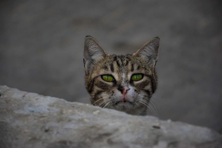 why is my cat meowing