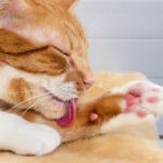 Kitten care