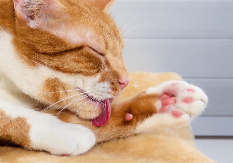 Kitten care