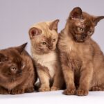how to handle territorial cats.