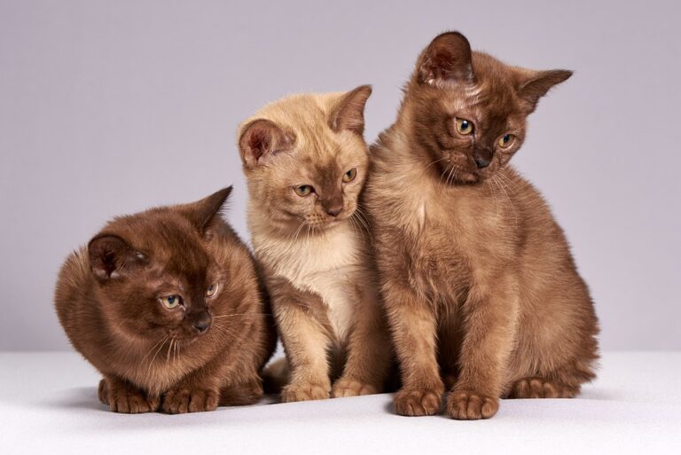 how to handle territorial cats.