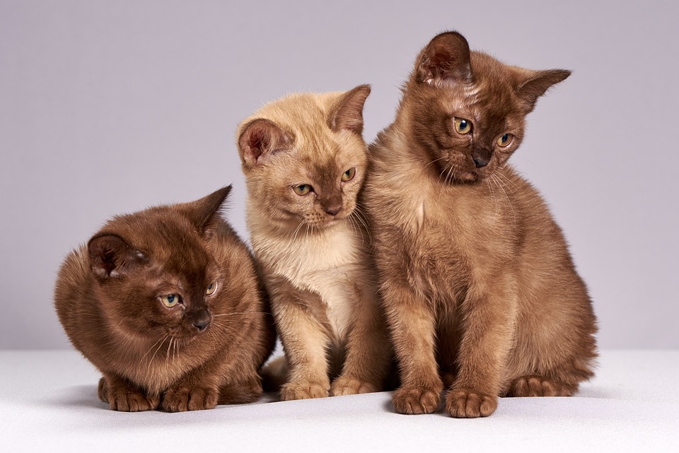 how to handle territorial cats.