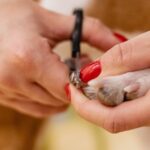 grooming