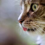 aggressive cat behavior solutions