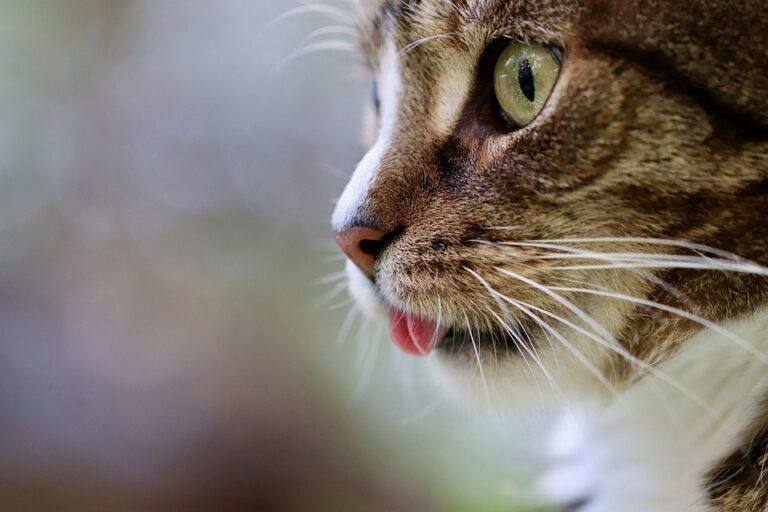 aggressive cat behavior solutions