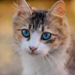 cat nutrition