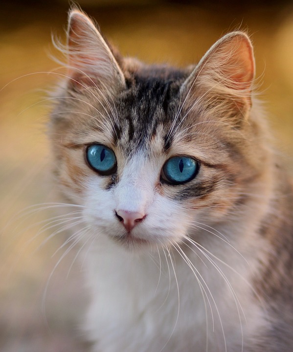 cat nutrition
