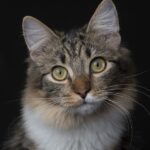 cat dominance behavior explained
