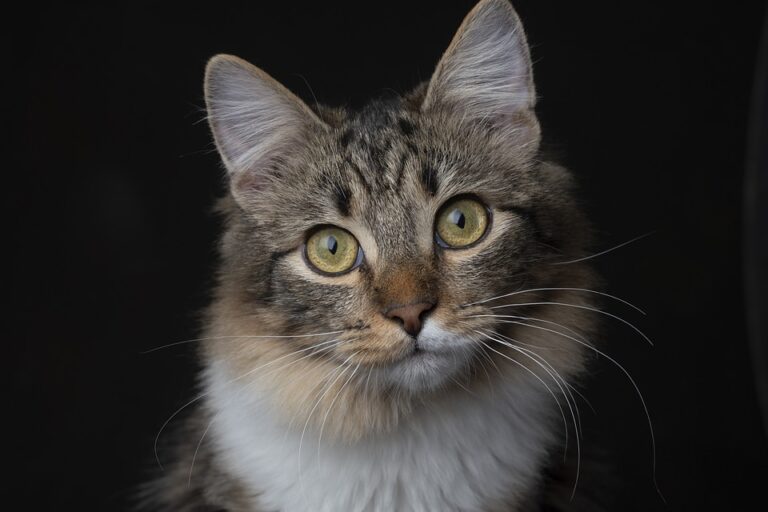 cat dominance behavior explained