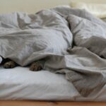 why is my cat hiding