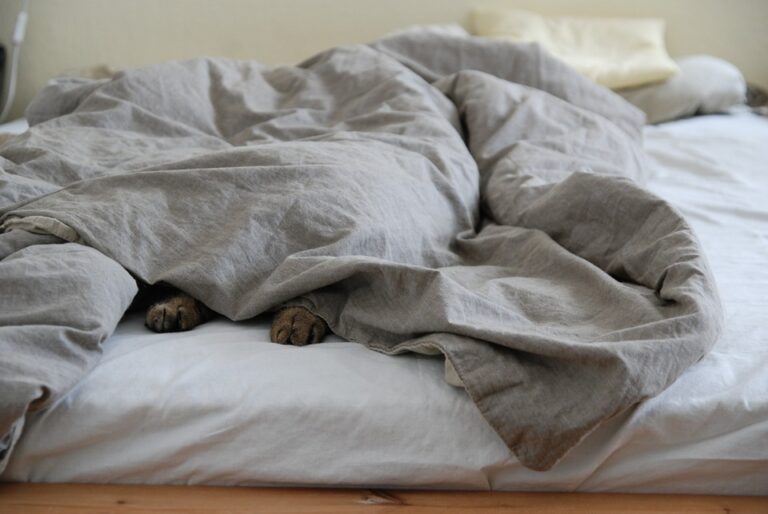 why is my cat hiding