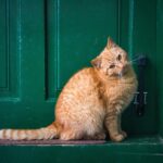 dealing with a biting cat