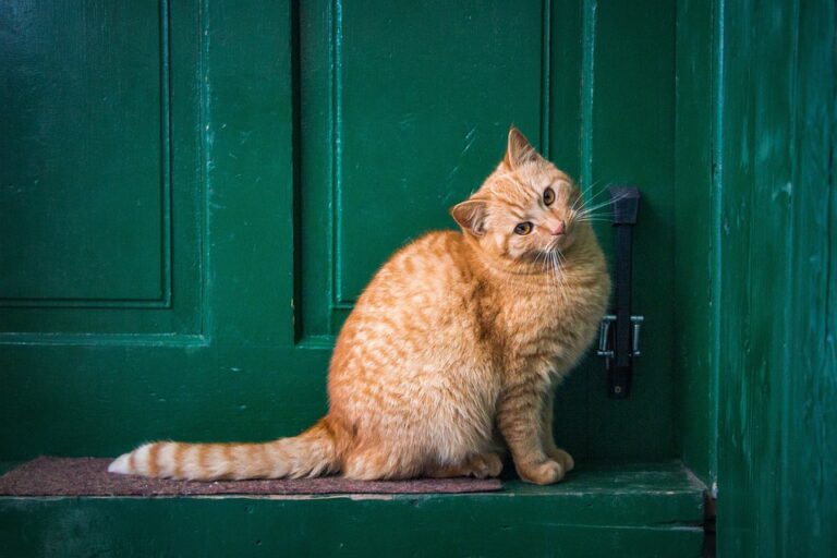 dealing with a biting cat