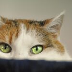 socializing a shy cat