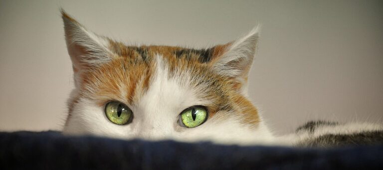 socializing a shy cat