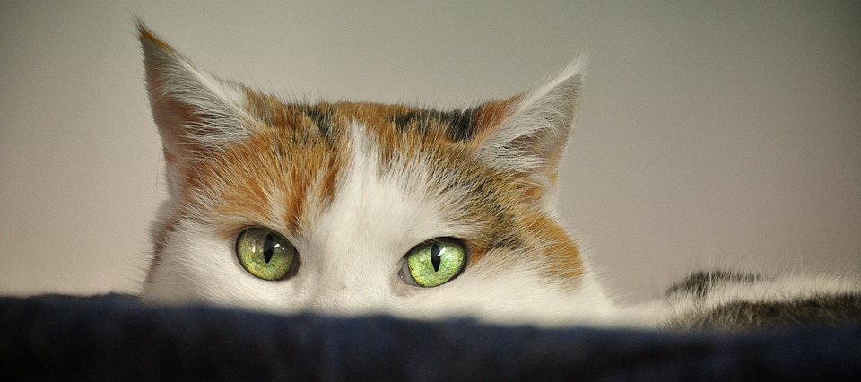 socializing a shy cat