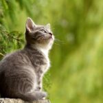 Cat behavior tips