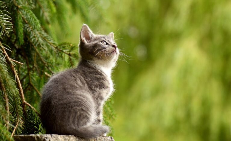 Cat behavior tips