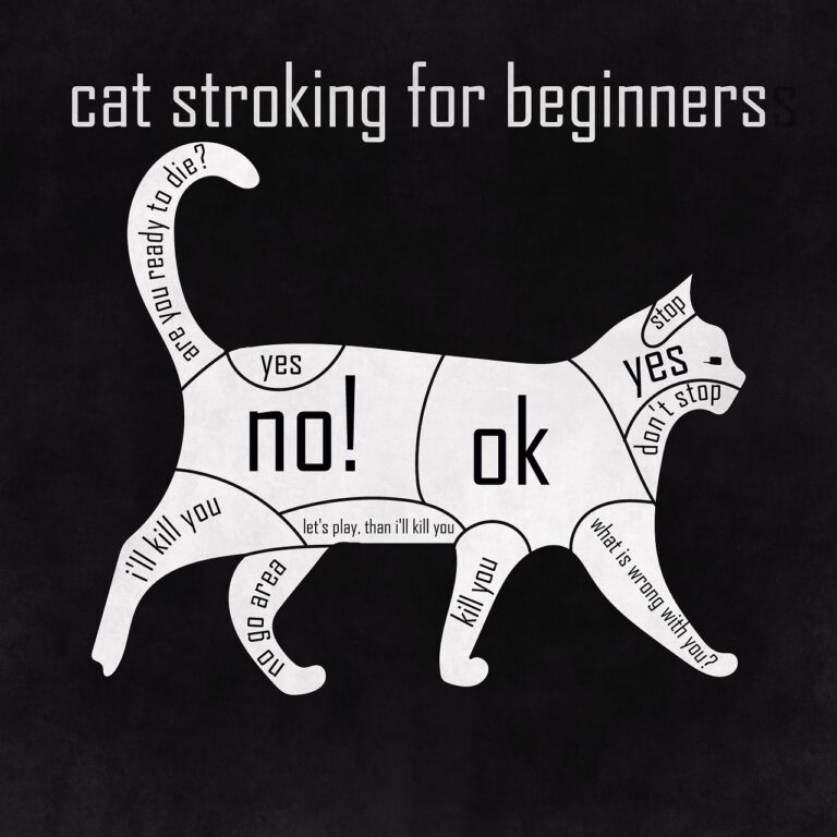 cat-7139806_1280