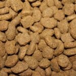 cat nutrition