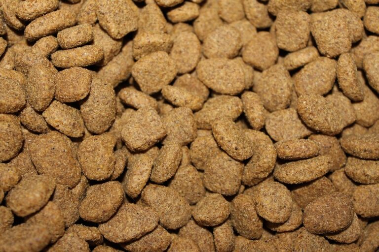 cat nutrition