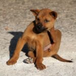 flea prevention