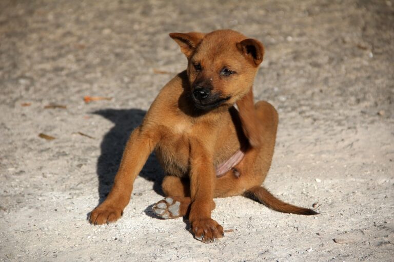 flea prevention