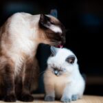 Kitten care