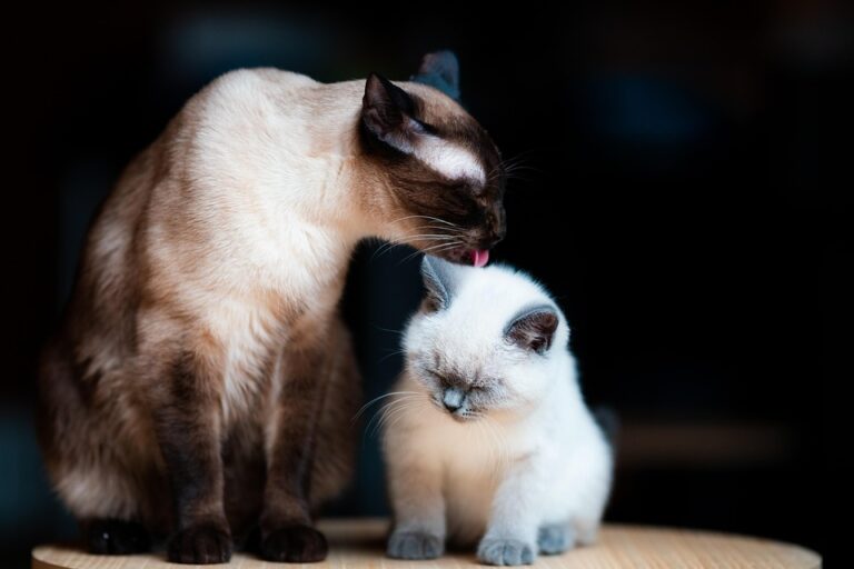 Kitten care