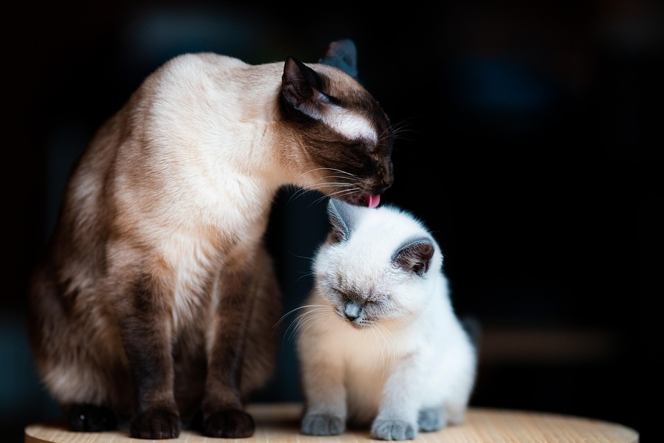 Kitten care