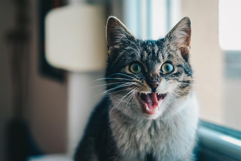 indoor cats