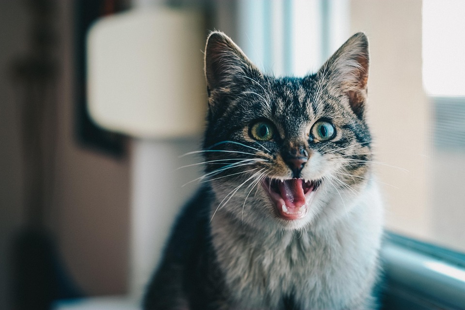 indoor cats