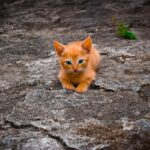 cat litter