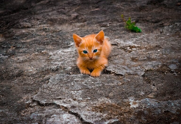 cat litter