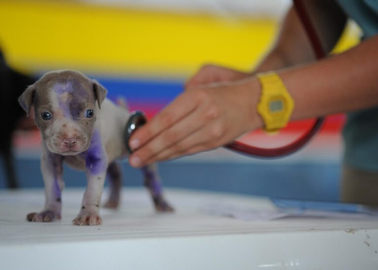 vet visits