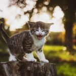 kitten health