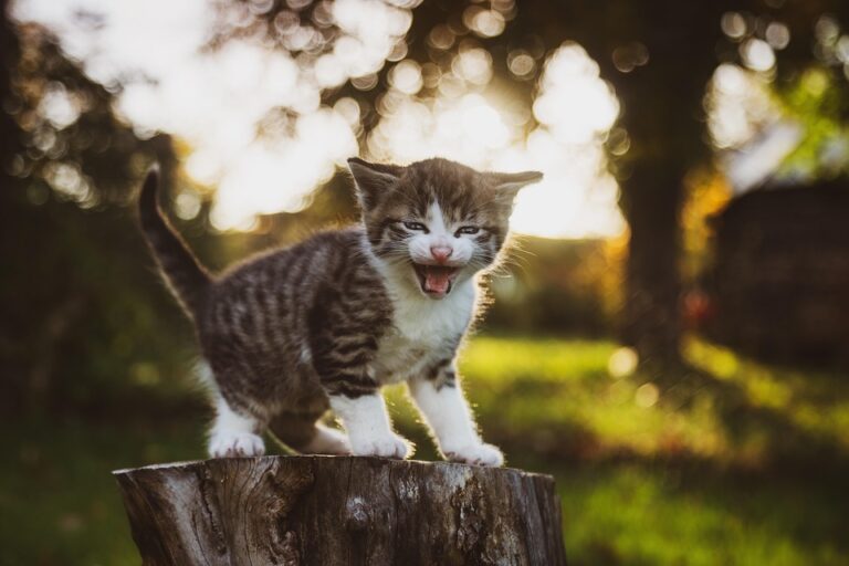 kitten health