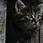 How to help cat calm relieve stress