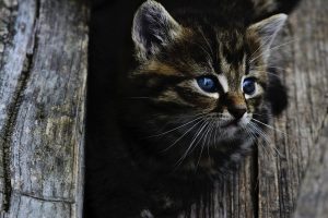 How to help cat calm relieve stress