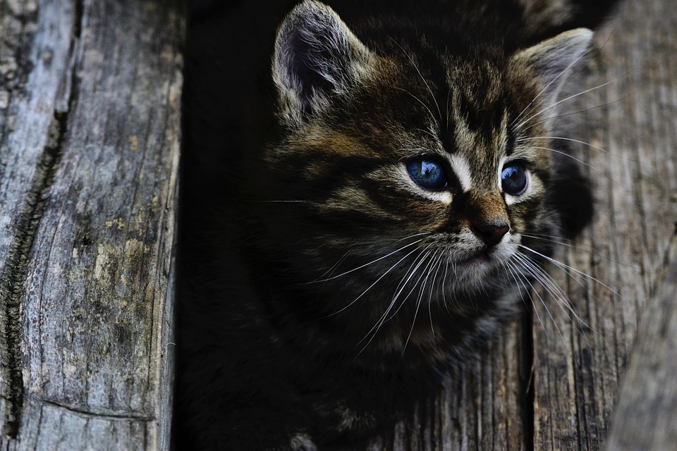 How to help cat calm relieve stress