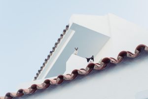 why do cats glance at me?
