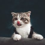 Cat behavior tips