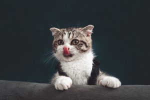 Cat behavior tips